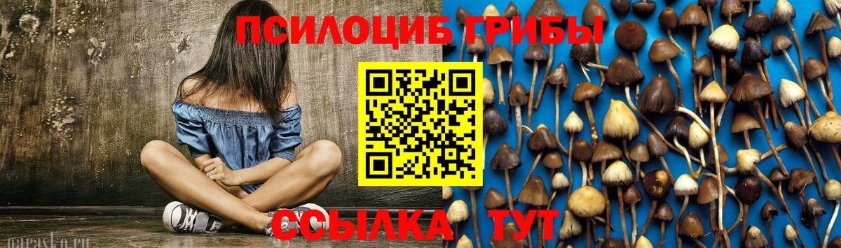 Псилоцибиновые грибы Psilocybine cubensis Гатчина